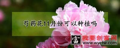 芍药花11月份可以种植吗