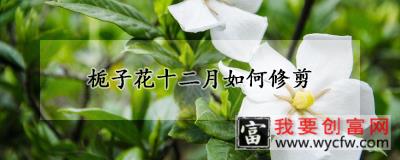 栀子花十二月如何修剪