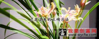 兰花浇水的正确方法