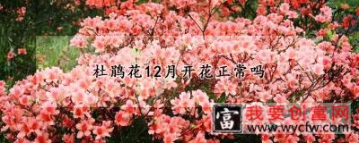 杜鹃花12月开花正常吗