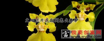 文心兰开花期间怎么养护