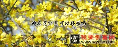 迎春花11月可以移植吗