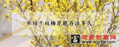 水培干枝梅花能存活多久