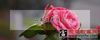 山茶花是什么