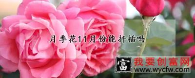 月季花11月份能扦插吗