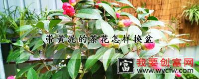 带黄泥的茶花怎样换盆