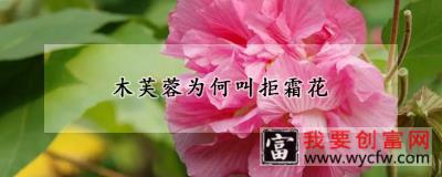 木芙蓉为何叫拒霜花