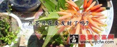 芦荟开花要发财了吗？