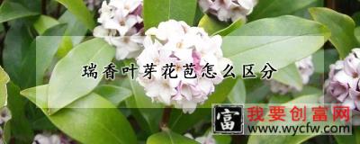 瑞香叶芽花苞怎么区分