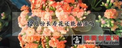 12月份长寿花还能插活吗