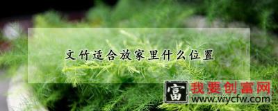 文竹适合放家里什么位置