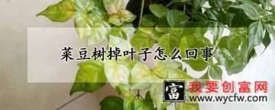 菜豆树掉叶子怎么回事