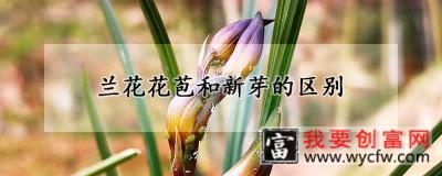 兰花花苞和新芽的区别