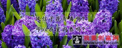 风信子花有毒吗？可以在室内养吗？