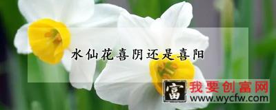 水仙花喜阴还是喜阳