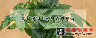 发财树11月份可以修剪吗