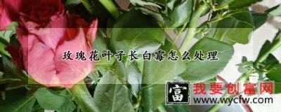 玫瑰花叶子长白霉怎么处理