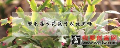 蟹爪莲长花苞可以施肥吗