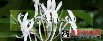 霁风花是什么花