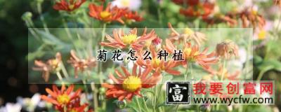 菊花怎么<a href=https://www.wycfw.com/zhongzhi/ target=_blank class=infotextkey>种植</a>