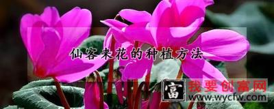 仙客来花的<a href=https://www.wycfw.com/e/tags/?tagid=232 target=_blank class=infotextkey>种植方法</a>