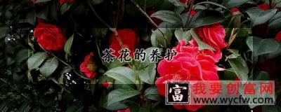 茶花的养护