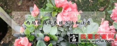 西玛杜鹃花<a href=https://www.wycfw.com/e/tags/?tagid=63 target=_blank class=infotextkey><a href=https://www.wycfw.com/yangzhi/ target=_blank class=infotextkey>养殖</a></a>方法和注意