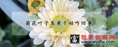 菊花叶子发黄干枯咋回事