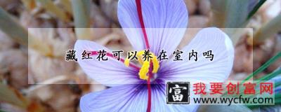 藏红花可以养在室内吗