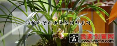 兰花分株的正确方法