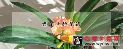 君子兰的花语