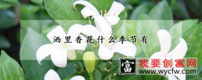 洒里香花什么季节有