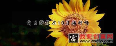 向日葵能在10月播种吗