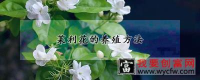 苿利花的<a href=https://www.wycfw.com/e/tags/?tagid=63 target=_blank class=infotextkey><a href=https://www.wycfw.com/yangzhi/ target=_blank class=infotextkey>养殖</a></a>方法