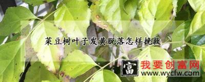 菜豆树叶子发黄脱落怎样挽救