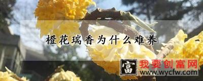 橙花瑞香为什么难养