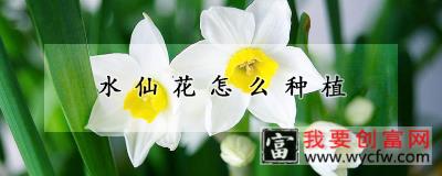 水仙花怎么种植