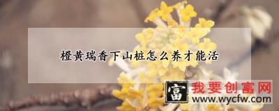 橙黄瑞香下山桩怎么养才能活