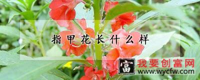 指甲花长什么样