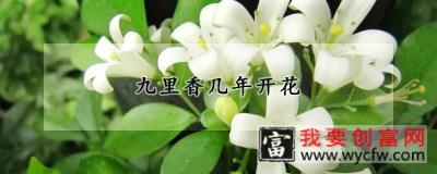 九里香几年开花