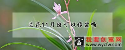 兰花11月份可以移盆吗