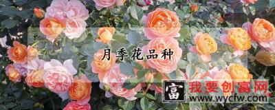 月季花品种