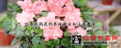 四季杜鹃花的<a href=https://www.wycfw.com/e/tags/?tagid=63 target=_blank class=infotextkey><a href=https://www.wycfw.com/yangzhi/ target=_blank class=infotextkey>养殖</a></a>方法和注意事项