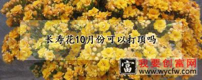 长寿花10月份可以打顶吗