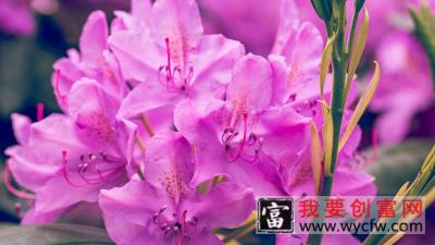 紫色杜鹃花是什么品种