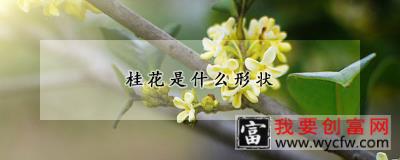 桂花是什么形状