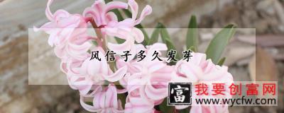 风信子多久发芽