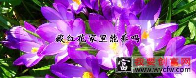 藏红花家里能养吗