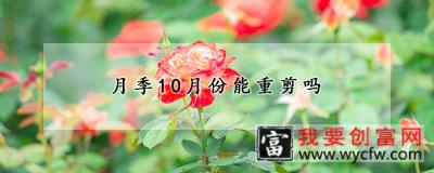 月季10月份能重剪吗