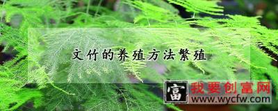 文竹的养殖方法繁殖